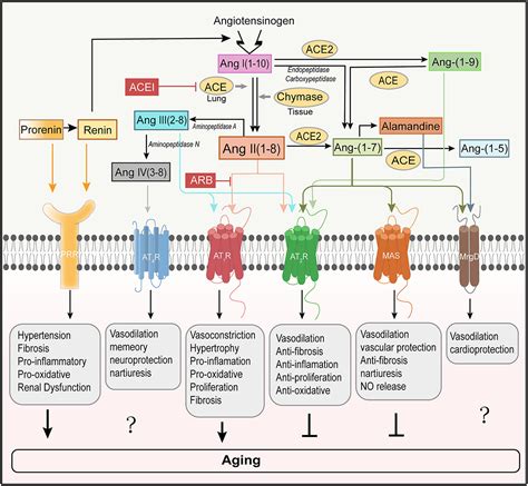 Frontiers | Role of angiotensin II in aging