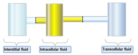 Image result for Transcellular Fluid