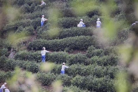 陕西宁强：茶产业鼓起农民钱袋子-人民图片网