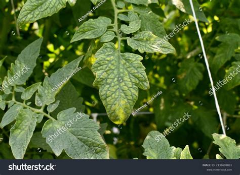 Zinc Deficiency Symptoms In Tomato at Becky Stever blog