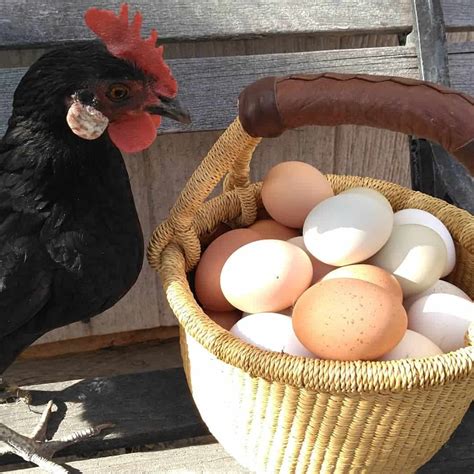 Minorca Chicken: Eggs, Height, Size and Raising Tips