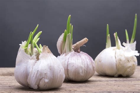 Image result for Sprouting Garlic