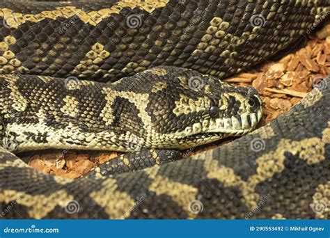 Adult Female Jungle Carpet Python 的图像结果