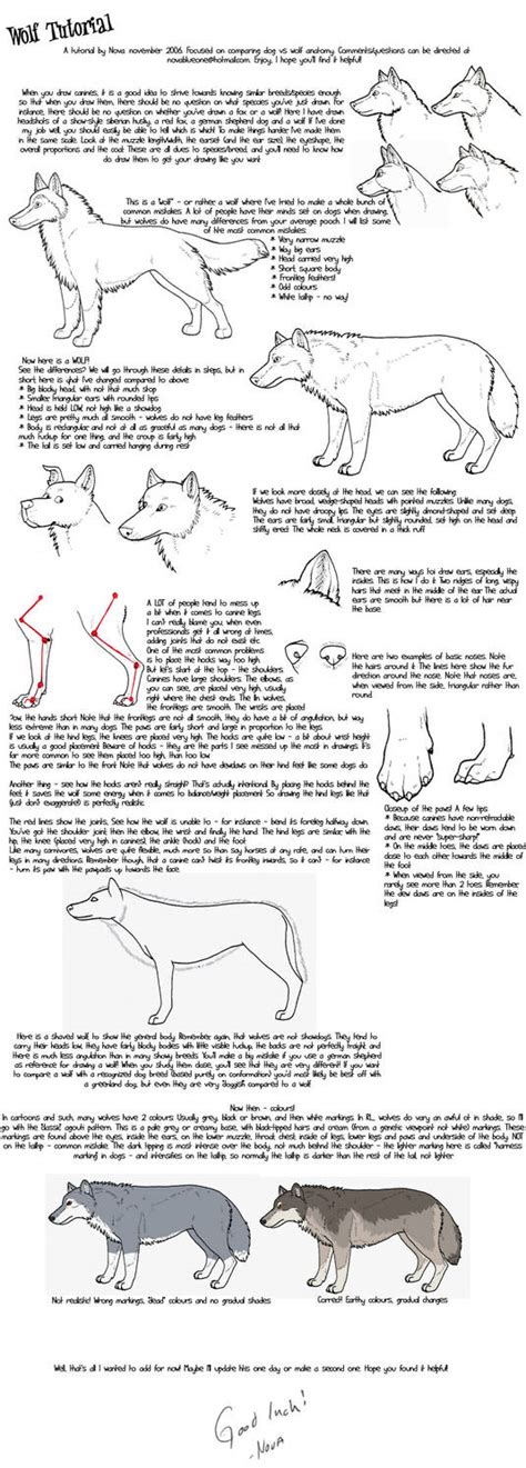 Image result for Wolf Art Tutorial