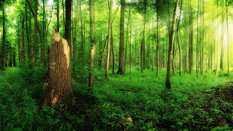 壁纸 森林，夏天，树木，绿色，阳光 1920x1080 Full HD 2K 高清壁纸, 图片, 照片