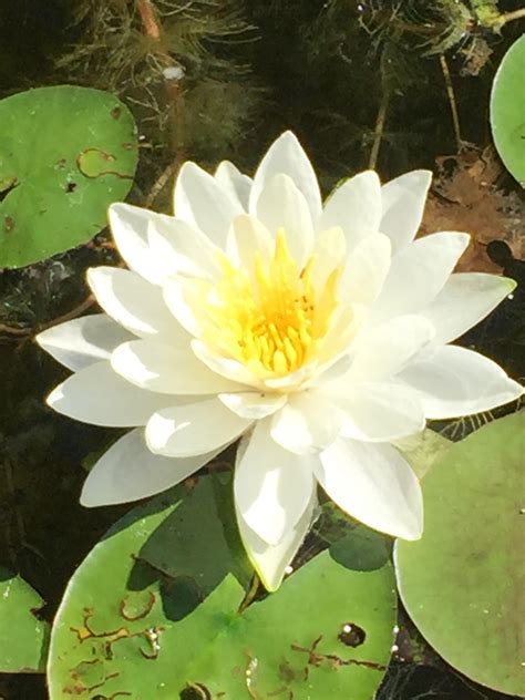 A water lily in full bloom : r/pics