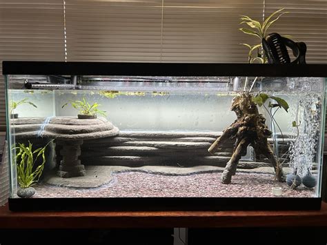 Axolotl Aquarium Setup