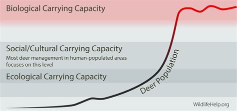 White-tailed deer carrying capacity | WildlifeHelp.org
