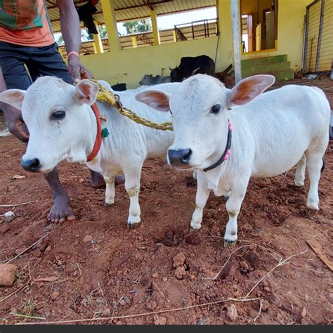 "Discover rare miniature cattle breeds like Micro Mini Cows, Punganur ...