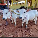 "Discover rare miniature cattle breeds like Micro Mini Cows, Punganur ...