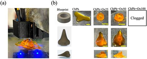 Photo- and Schiff Base-Crosslinkable Chitosan/Oxidized Glucomannan ...
