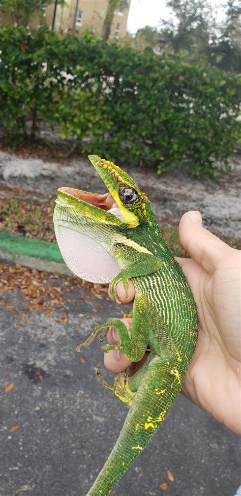Cuban Knight Anole