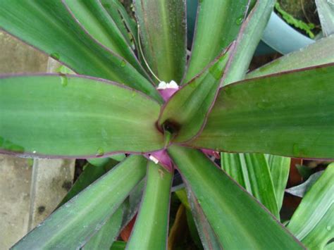 agaclar.net - İstanbul Üniversitesi Fen Fakültesi Alfred Heilbronn ...