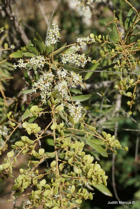 Bursaria incana - Mock Orange, Prickly Pine, בורסריה אפורה, בורסריה ...