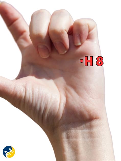 Functions & Benefits of h8 Acupuncture Point | AcuSuggest