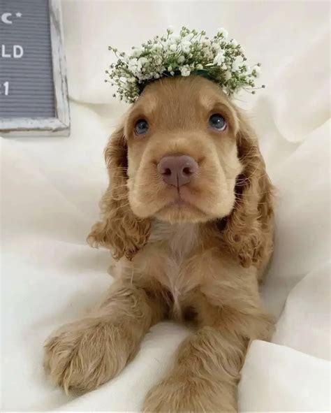 English Cocker Spaniel Puppies, American Cocker Spaniel, Spaniel Dog ...