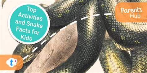 Top Activities and Snake Facts for Kids - Twinkl