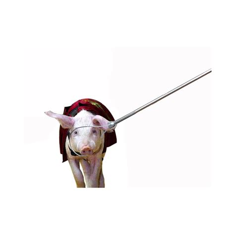 Buy Pig Holder Catcher Pole Control Tool Kit for for Alligator Hog Dog ...