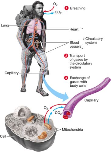 Gas exchange is the only function of blood.Group of answer choicesTrueFalse