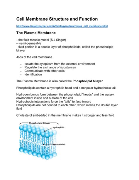 Image result for Cell Membrane Structure and Function