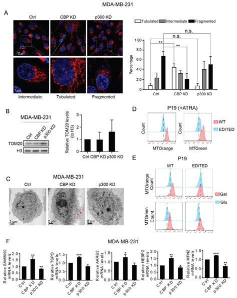 Differential Kat3 Usage Orchestrates the Integration of Cellular ...