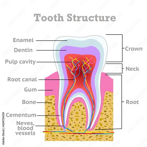 Image result for Tooth Structures
