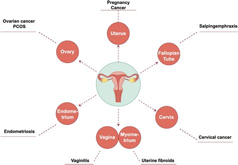The utilization of nanotechnology in the female reproductive system and related disorders: Heliyon