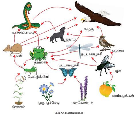 சூழ்நிலை மண்டலத்தின் முக்கியக் கூறுகள் | Ecosystem and Major components ...