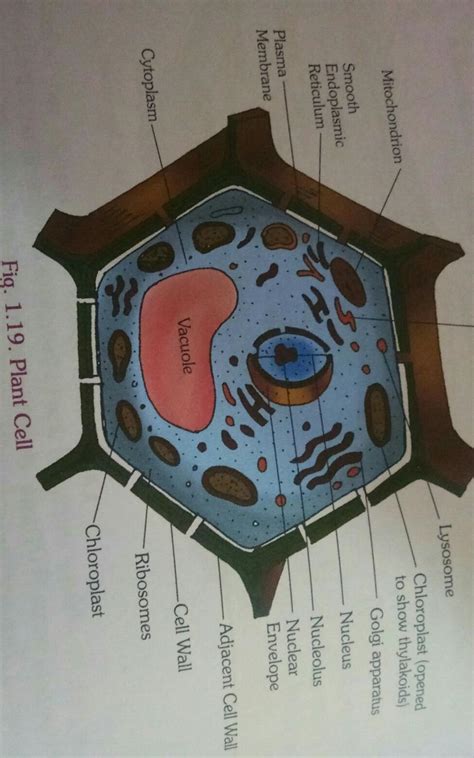 Functions of parts of a plant cell and an animal cell Functions of ...