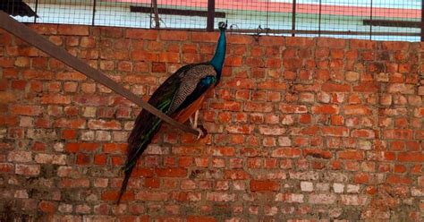 PETA इंडिया ने केरल वन विभाग के साथ मिलकर एक मोर का जीवन बचाया - Blog ...