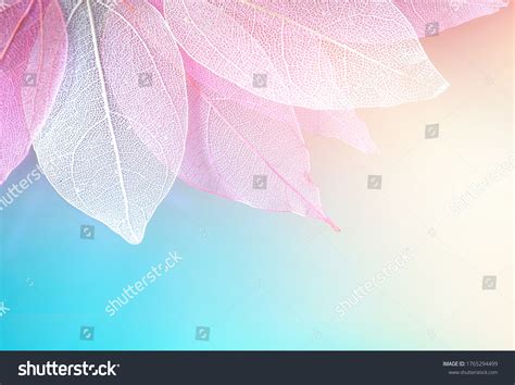 Turquoise And Pink Backgrounds