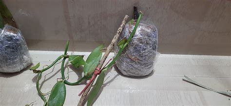 Creative Farmer Gardens Rare Vanilla Live Plant (Vanilla Planifolia ...