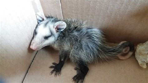 60 ejemplares de fauna silvestre ingresaron en el último mes al Centro ...
