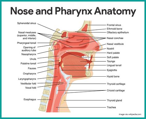 Respiratory System Anatomy and Physiology - Nurseslabs