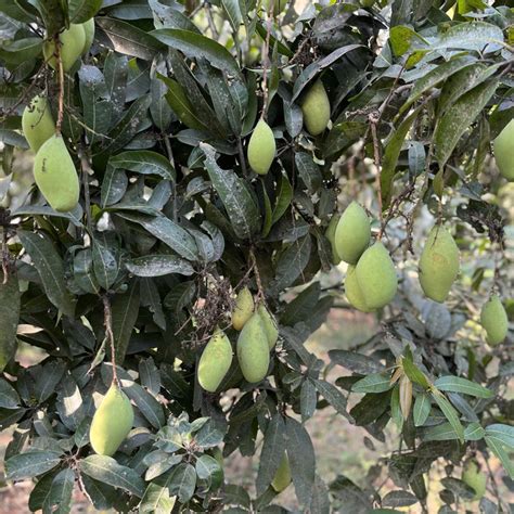 Best Gardening Tips | News and Care — Tagged "Mango trees for sale ...
