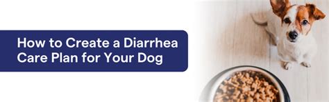 How to Create a Diarrhea Care Plan for Your Dog – K9 Vitality