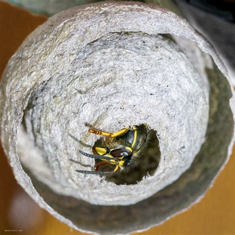 Small Wasp Nest