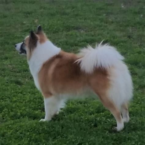 The Icelandic Sheepdog – Vali Icelandics