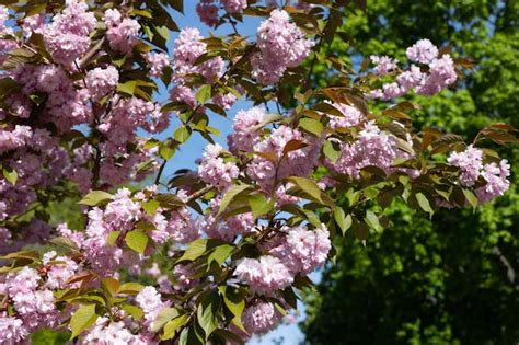 Spring Tree 的图像结果