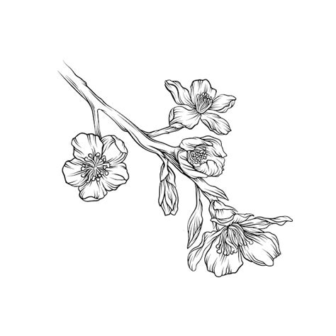 Bloeiende bloem tak zwart-wit schets hand getrokken floral design ...