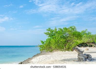 Trade Wind 的图像结果