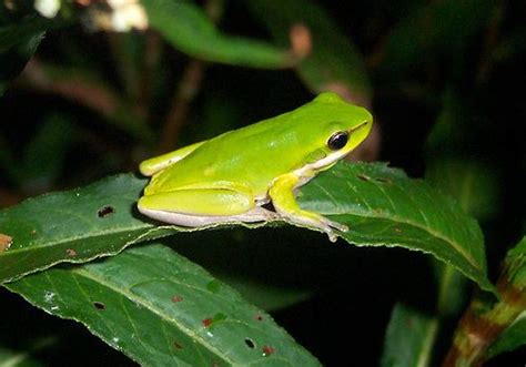 Eastern Tree Frog 的图像结果