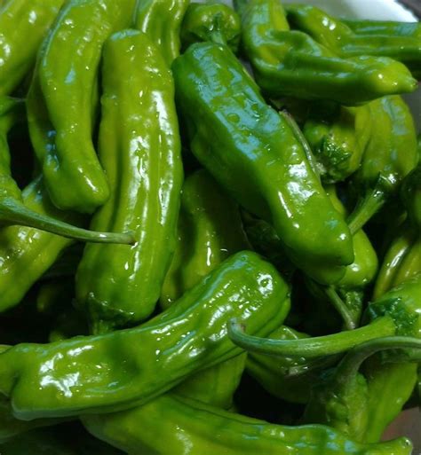 Italian Pepperoncini Pepper, 25+ Seeds NON-GMO Organically Grown - Etsy