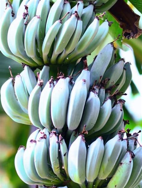 Image result for Blue Java Ice Cream Banana