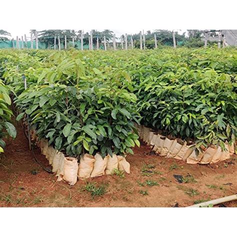EasySeeds™ Honduran Mahogany,Mahogany ,Swietenia macrophylla Tree Seeds ...