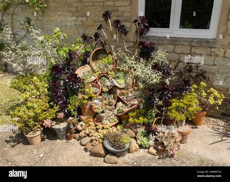 Beautiful "rock garden" display of succulent plants (aeoniums, sedums ...