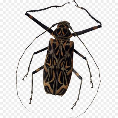 Black Widow Spider PNG File - Pngsource