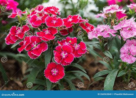 Bright Sweet William Flowers Dianthus Barbatus Flowering in a Garden ...