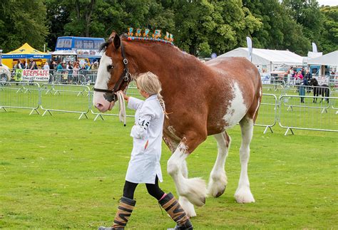 Perth Show 的图像结果