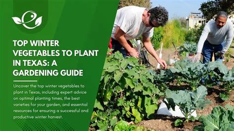 Top Winter Vegetables to Plant in Texas: A Gardening Guide